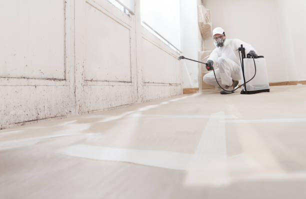 Black mold remediation team in Willowbrook